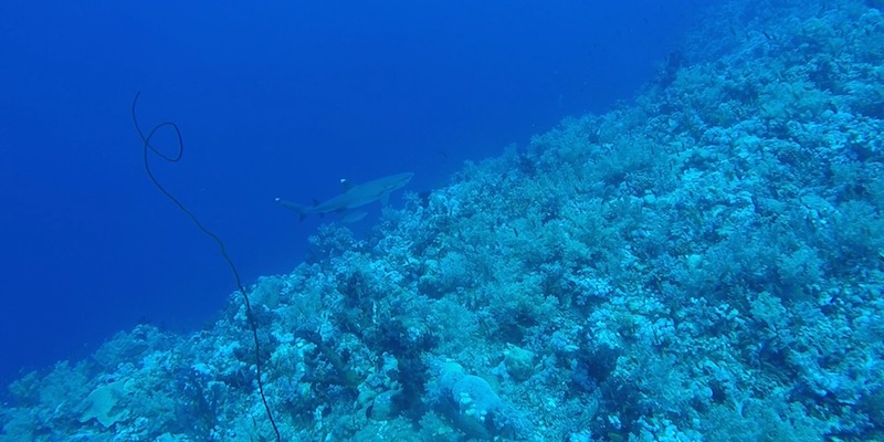 White Tip Reef Shark and Grey Reef Shark at Elphinstone